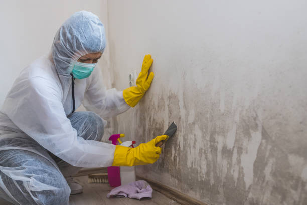 Forensic Mold Investigation in North Pearsall, TX